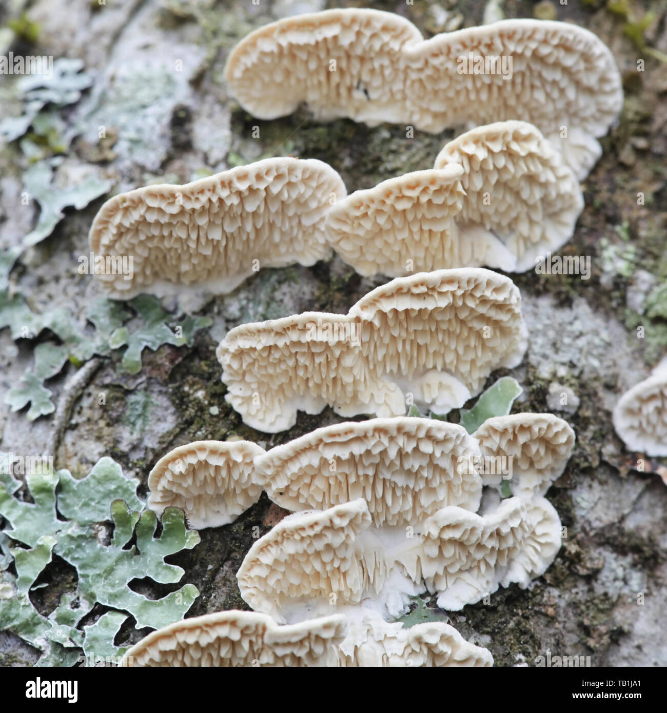 Irpex lacteus, known as the Milk-white Toothed Polypore, studied for biofuel production Stock Photo