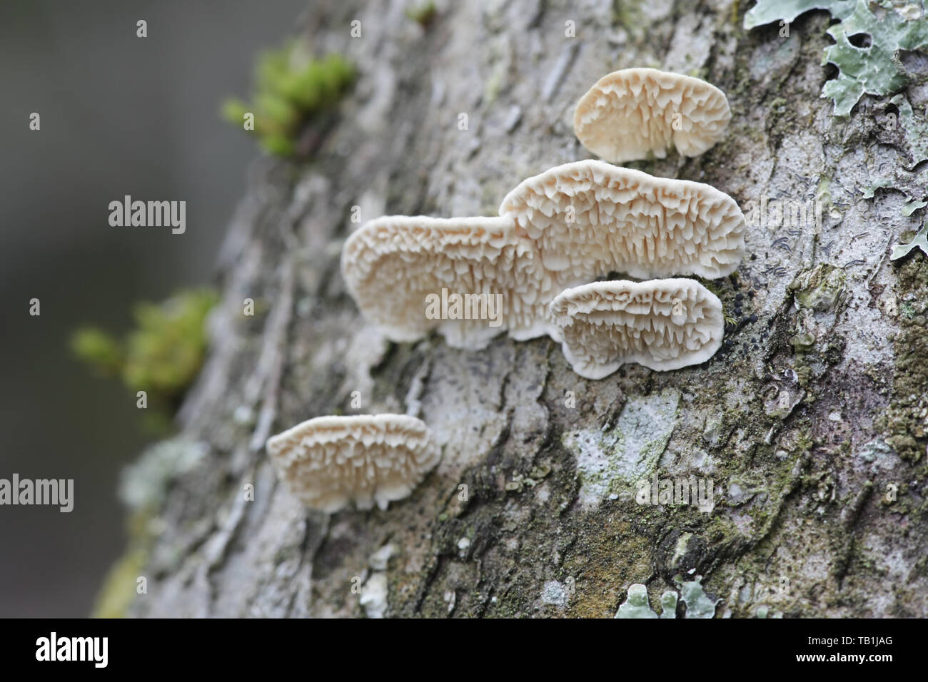 Irpex lacteus, known as the Milk-white Toothed Polypore, studied for biofuel production Stock Photo