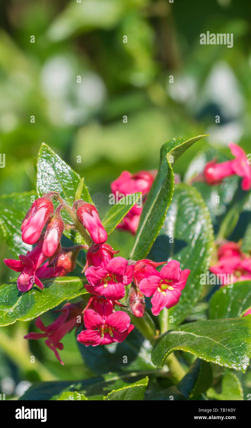 Red flowering Escallonia rubra hedge plant in Spring in West Sussex, UK. Stock Photo