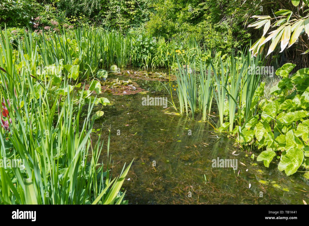 Small outdoor pond surrounded by long grass. Stock Photo