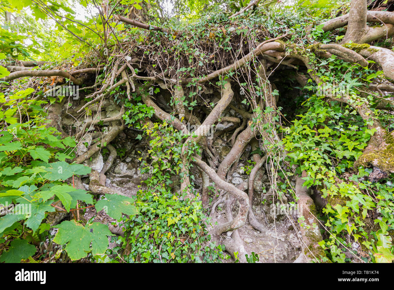 Large damaged tree leaning over showing exposed roots. Stock Photo