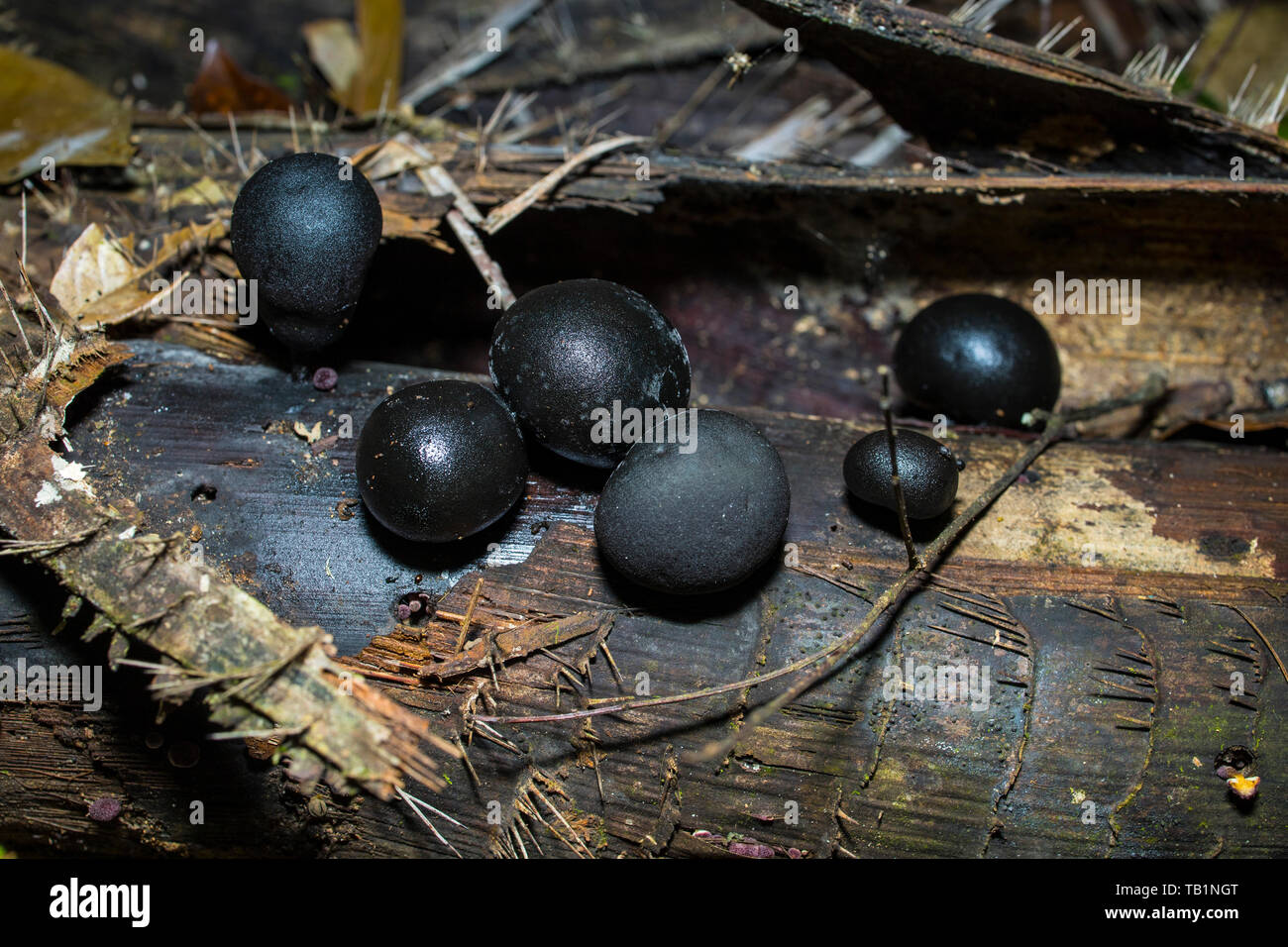 Black round mushrooms growing on a dead tree trunk inside a Malaysian tropical rainforest Stock Photo