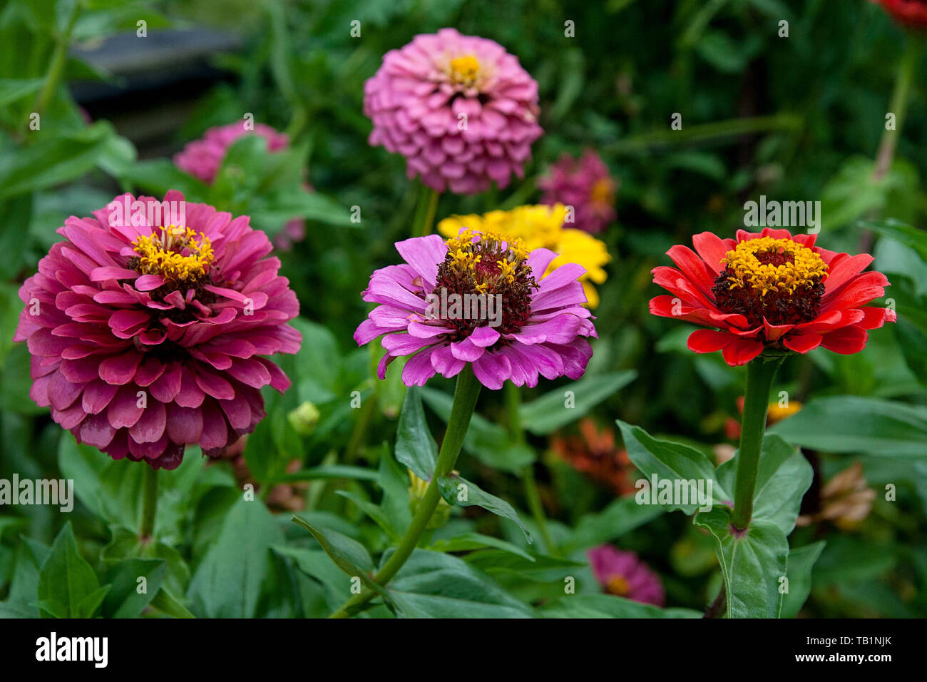 Beautiful Zinnia Flowers On Green Leaf Background Close Up View Of Zinnia Flowers In The Summer Garden Stock Photo Alamy