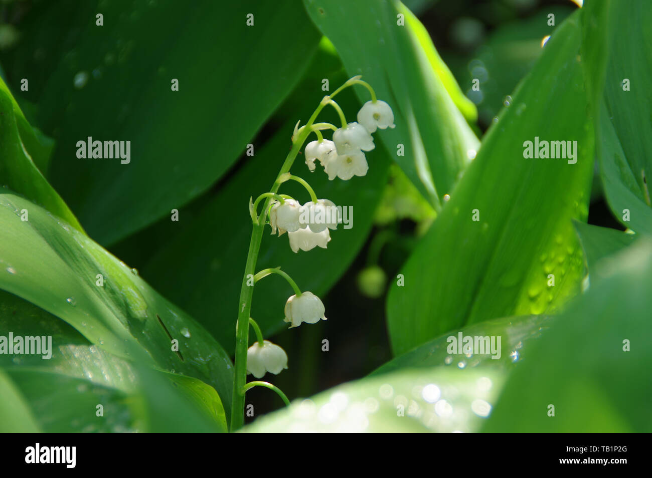 Lilies of the valley among leaves. Wet white flowers of convallaria