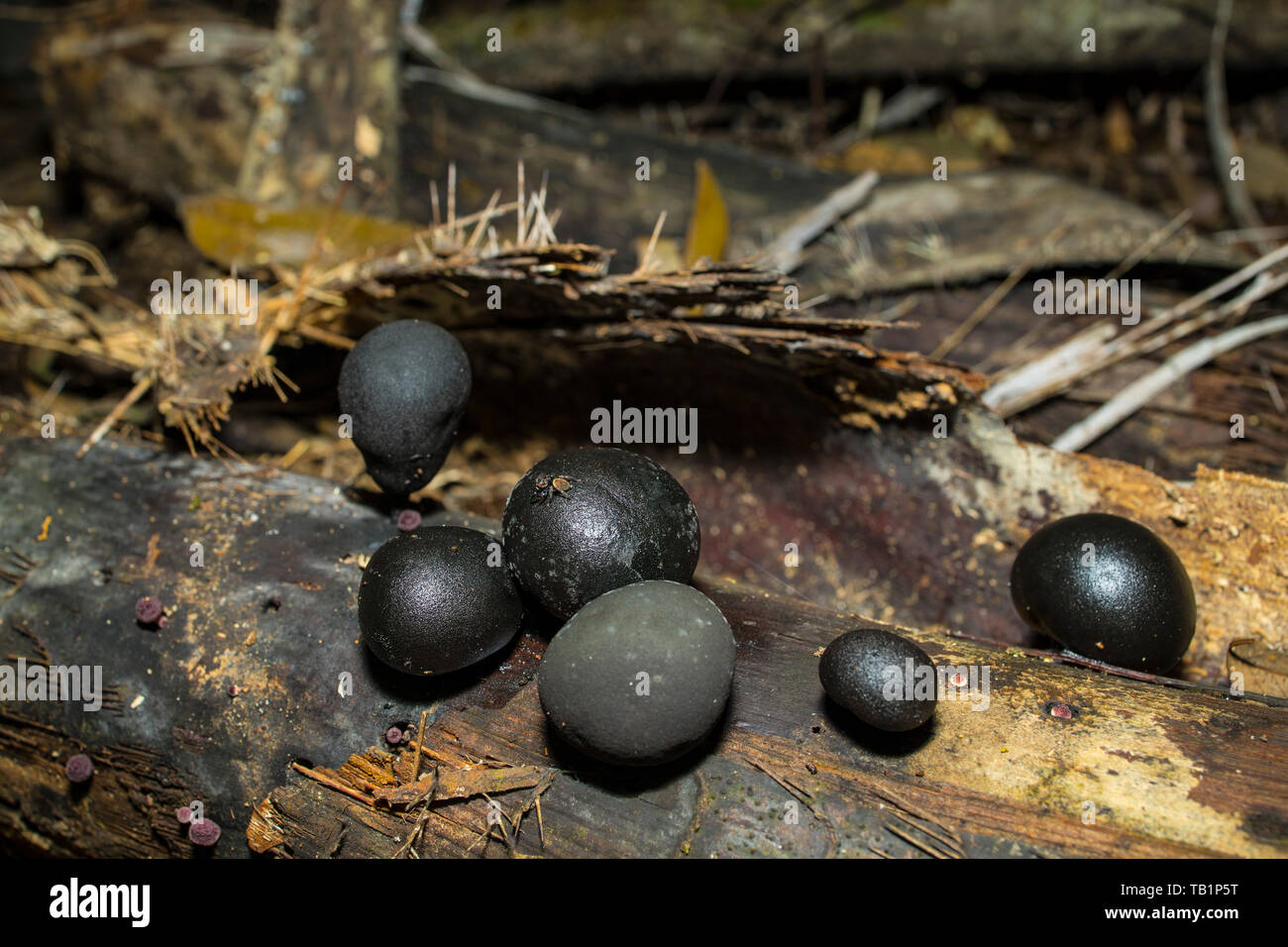 Black round mushrooms growing on a dead tree trunk inside a Malaysian tropical rainforest Stock Photo
