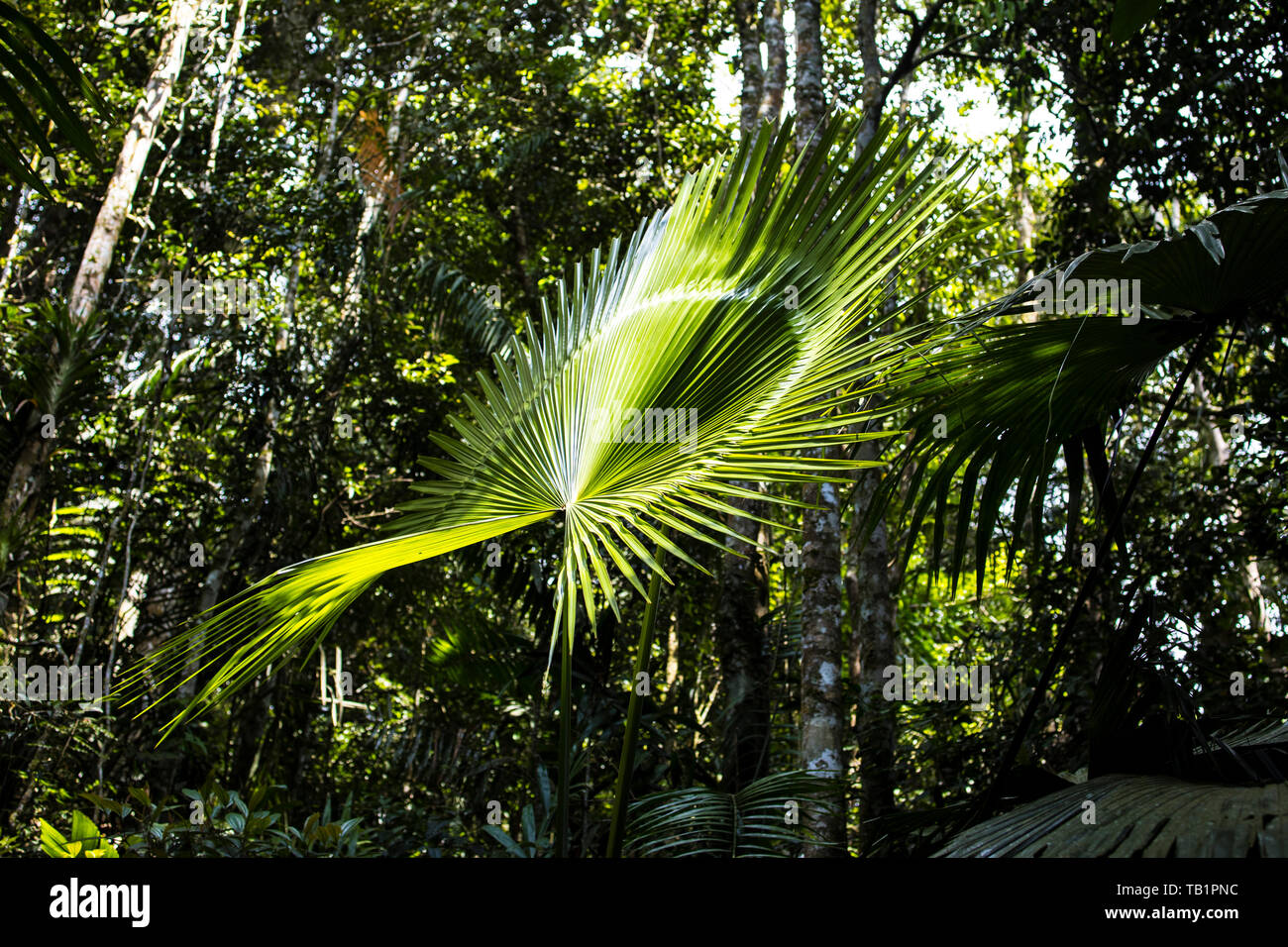 In tropical fan palm rainforest hi-res stock photography and images - Alamy
