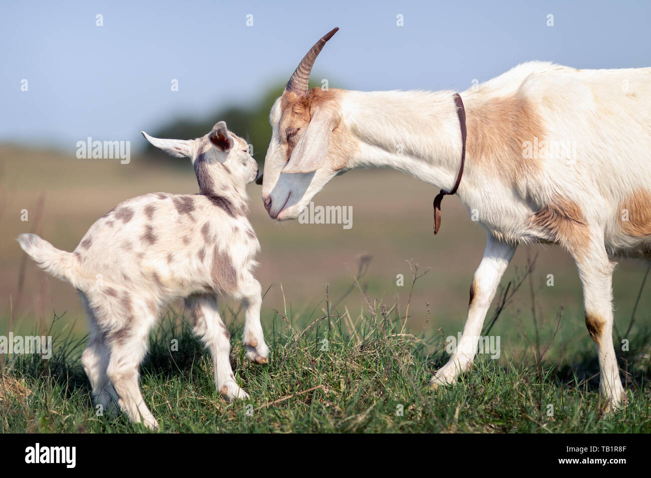 Mom's love and solicitude for her little goatling Stock Photo