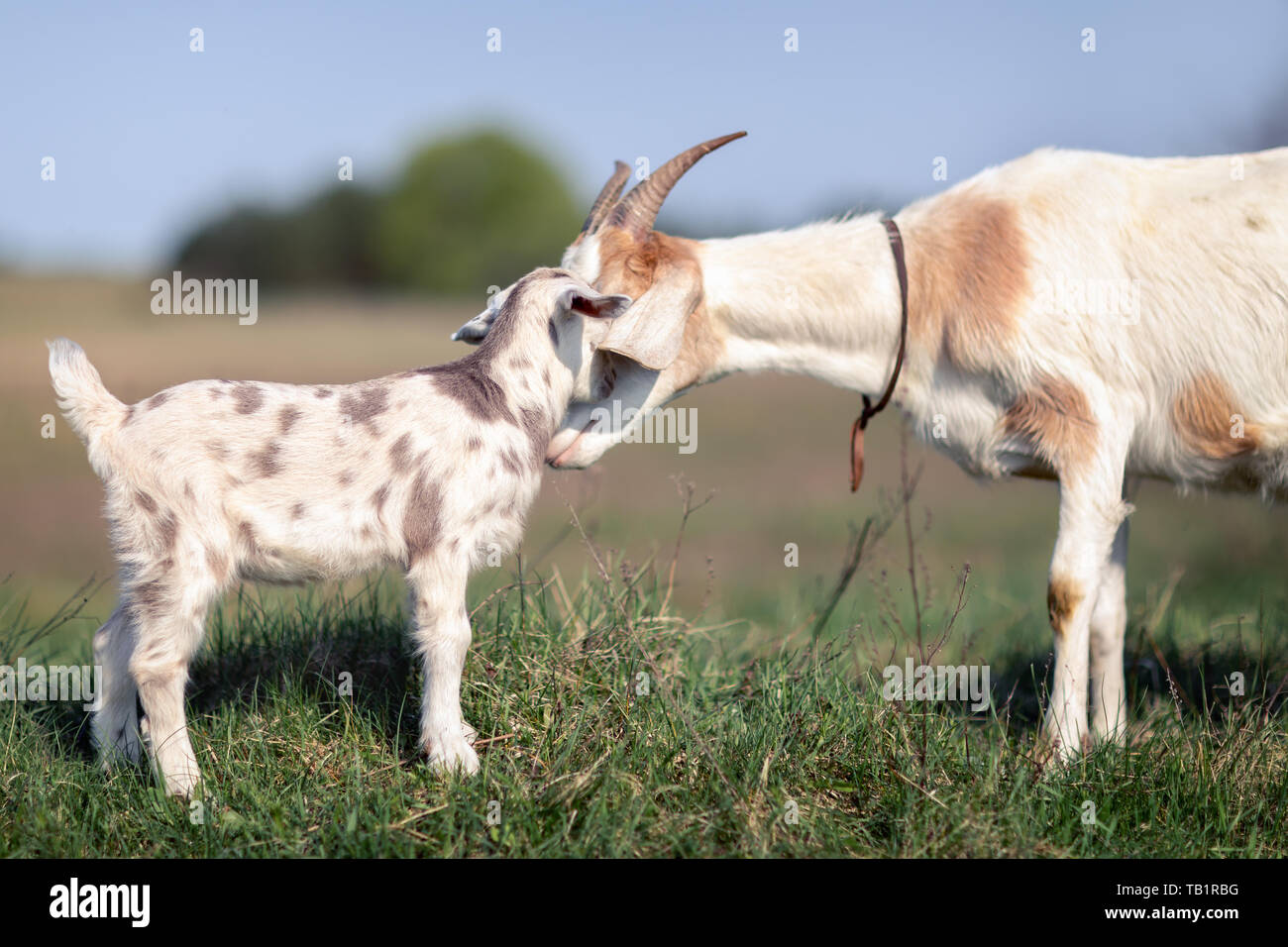 Mom's love and solicitude for her little goatling Stock Photo