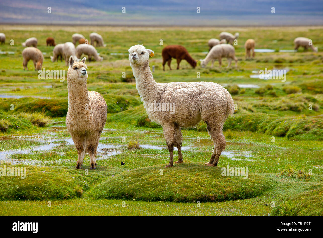 Alpacas at a valley in south Peru Stock Photo Alamy