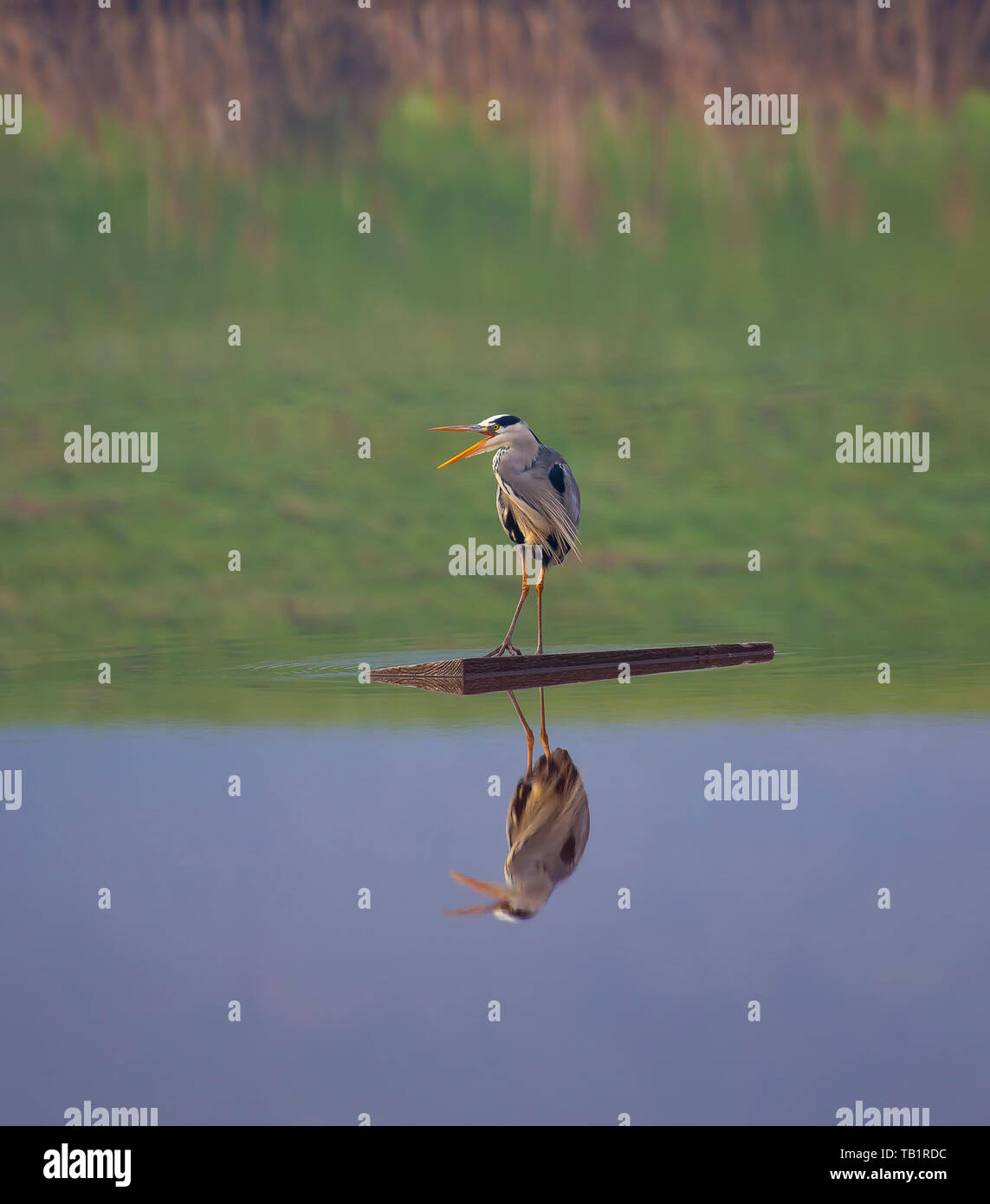 Isolated, wild British grey heron bird (Ardea cinerea) standing on wooden perch in middle of UK lake squawking, beak open. Perfect reflection in water. Stock Photo