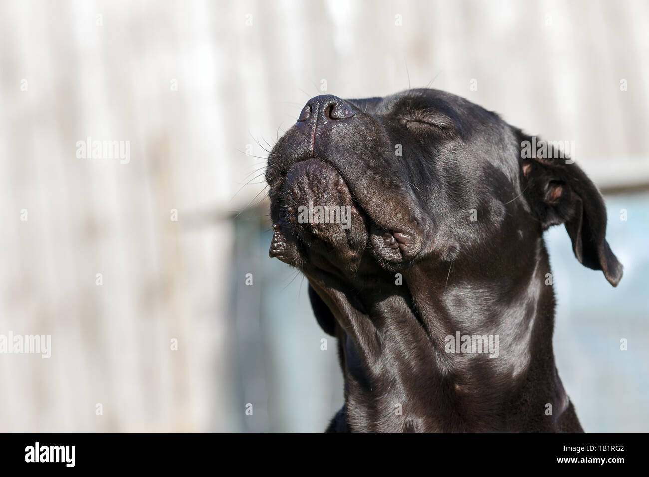 Can Cane Corso Fly? Golden Bailey Dogs