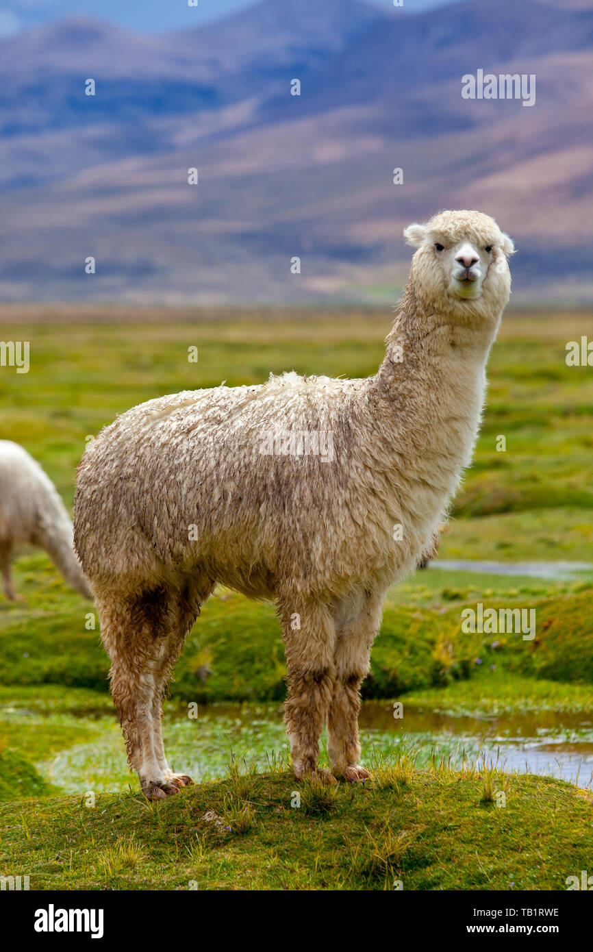 Alpacas at a valley in south Peru Stock Photo
