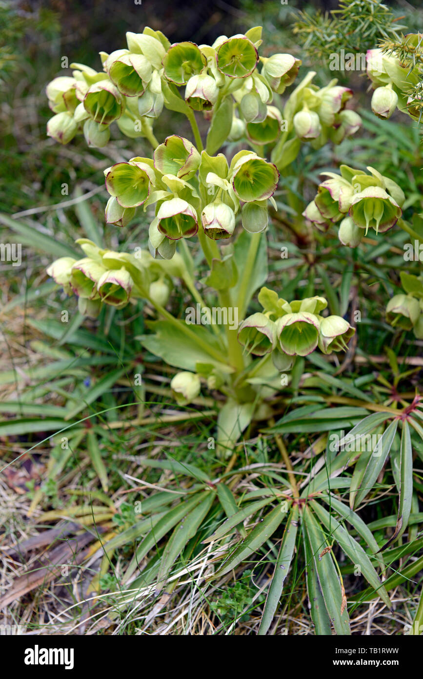 Dramatic Stinking hellebore flowers in spring in the Cadí-Moixeró Natural Park in Catalunya (Catalonia) Stock Photo