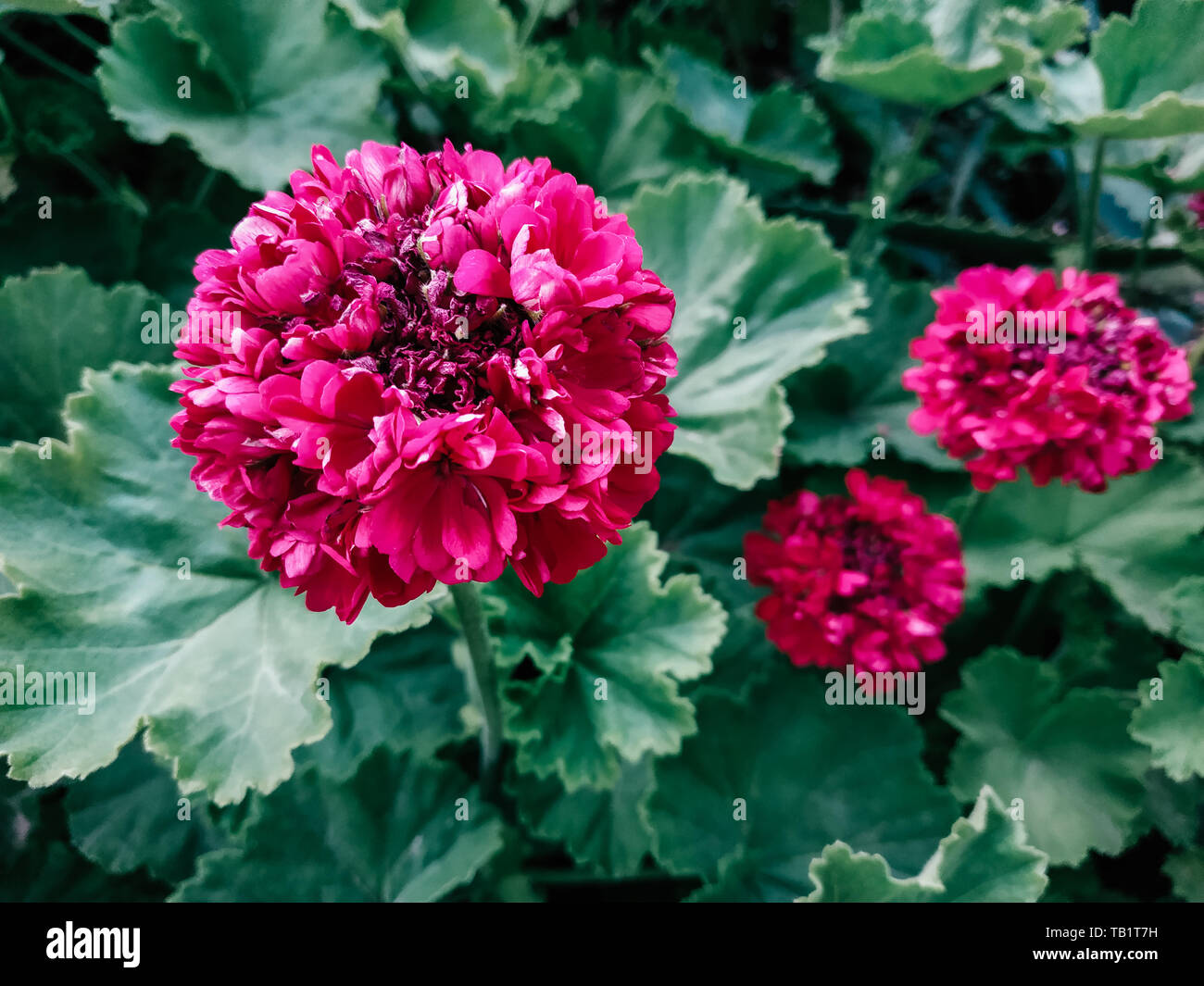 Bright pink pelargonium flowers close up. Garden geranium decorative blossom petals. Landscape design cultivar. Botanical name is Pelargonium zonale Stock Photo