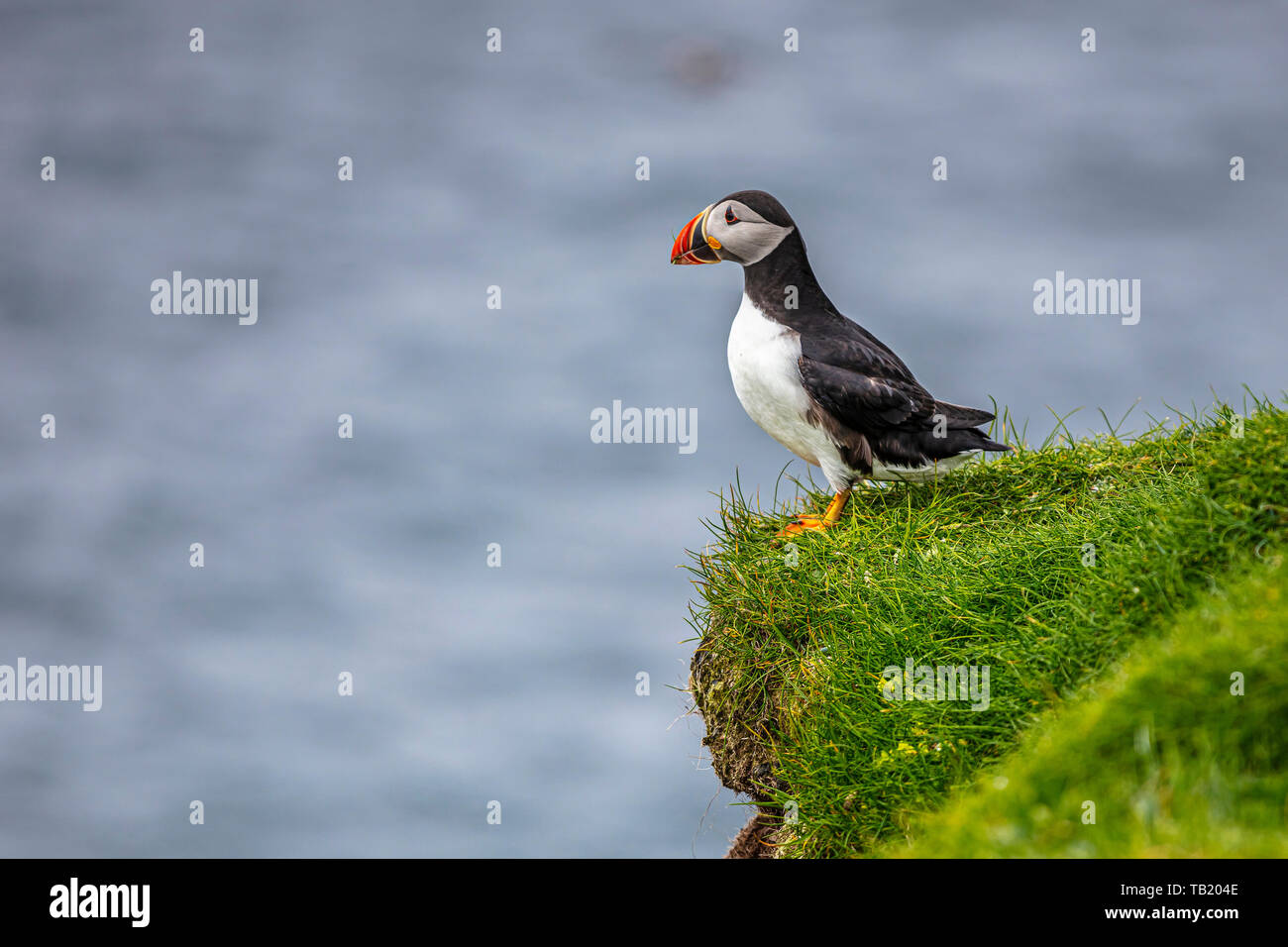 portrait of the famous Atlantic puffins on the Faroe Islands. Stock Photo