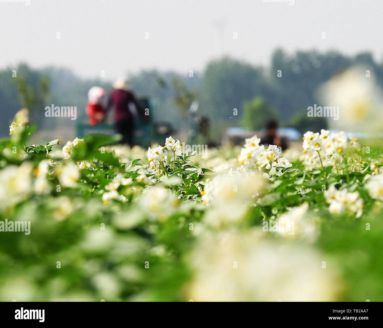 Qingdao. 29th May, 2019. Photo taken on May 29, 2019 shows the flowers of potatoes in a field in Jiaoxi Town of Jiaozhou City, east China's Shandong Province. Credit: Wang Zhaomai/Xinhua/Alamy Live News Stock Photo