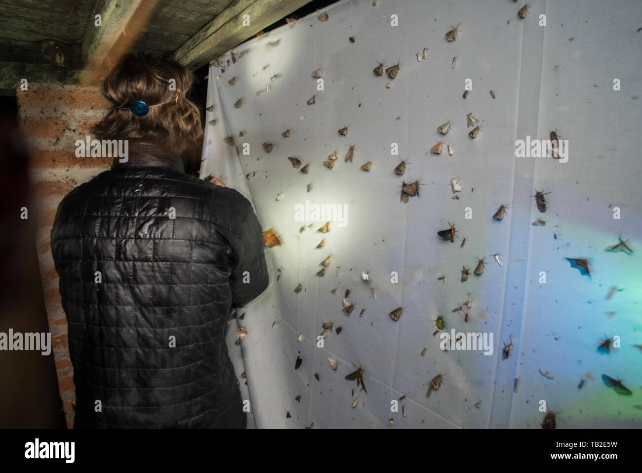 Surveying moth biodiversity by using a UV lamp to attract moths to a