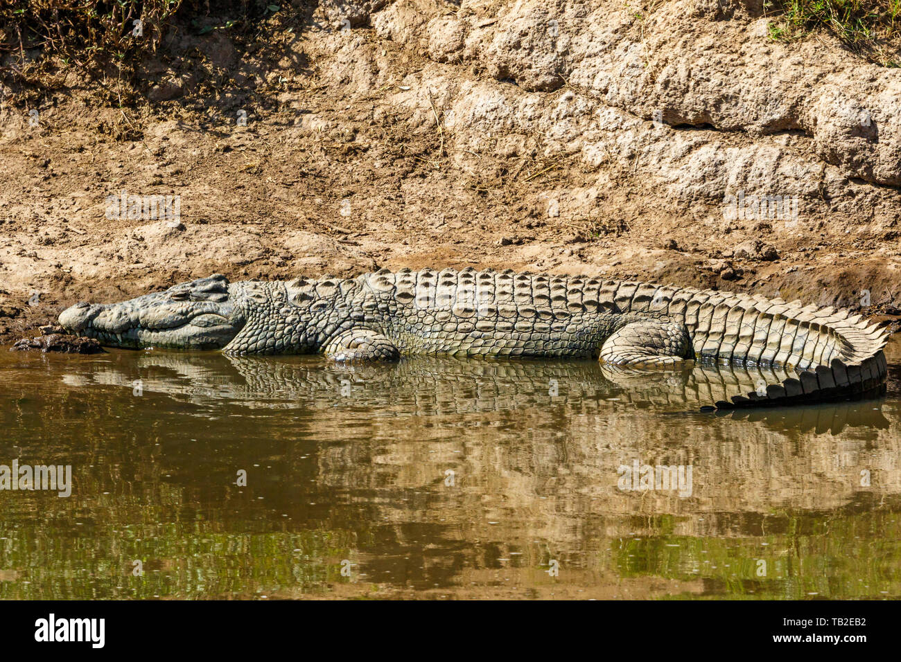 Nile Crocodile resting at the water's edge Stock Photo - Alamy