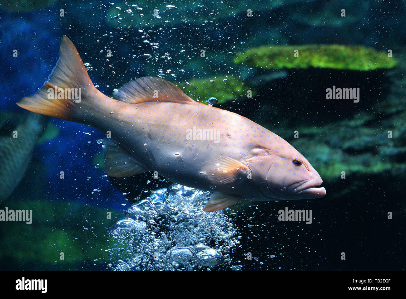 Blue spotted grouper fish marine life swimming underwater ocean / Plectropomus maculatus fish cephalopholis argus Stock Photo