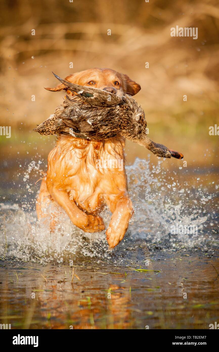 Dead golden retriever hi-res stock photography and images - Alamy