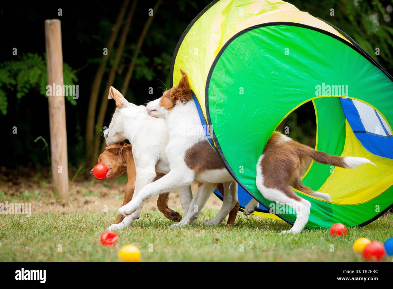 dog obedience school Stock Photo Alamy