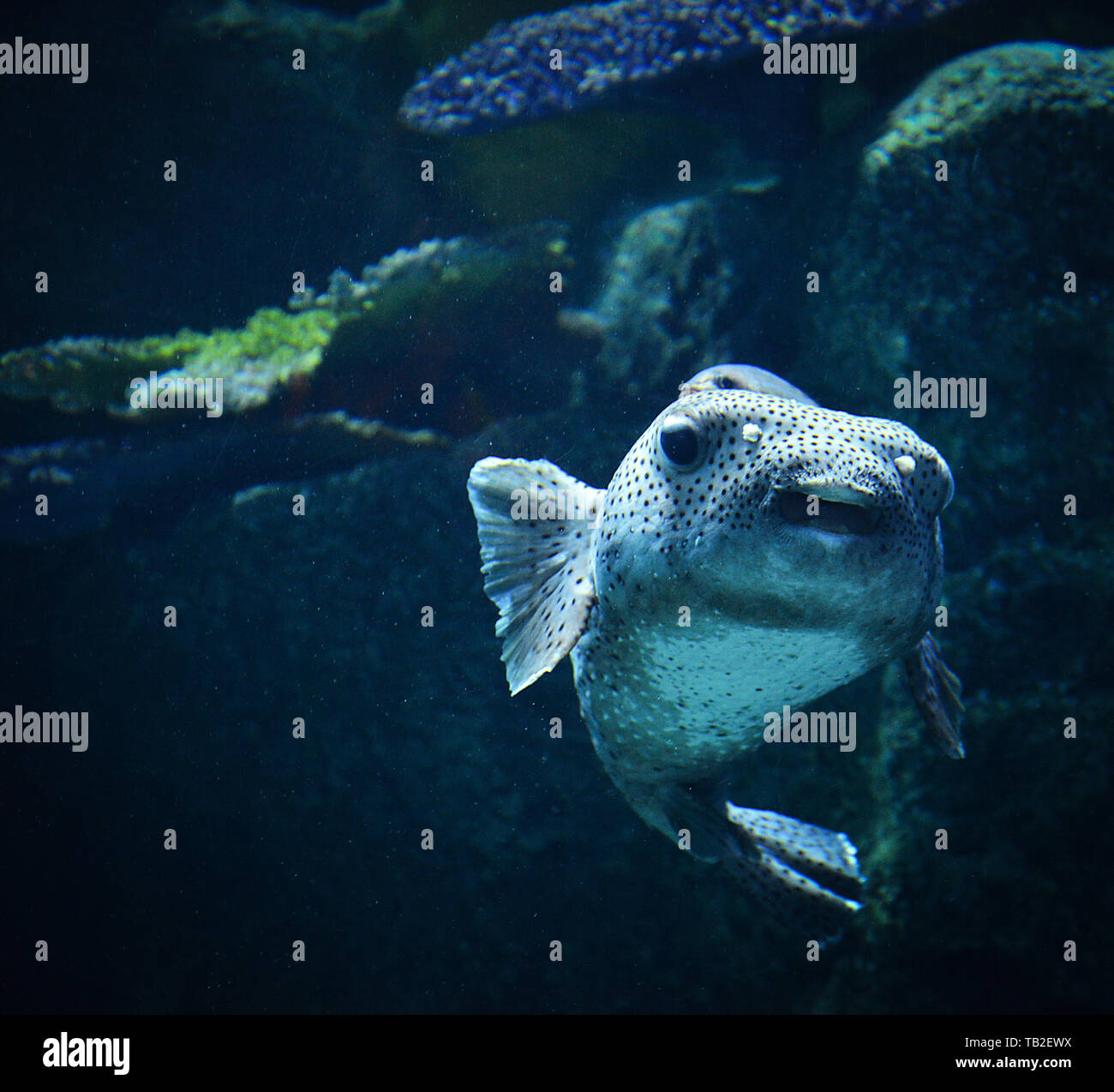 Blackspotted puffer fish swimming marine life in the ocean / Dog-faced puffer Stock Photo
