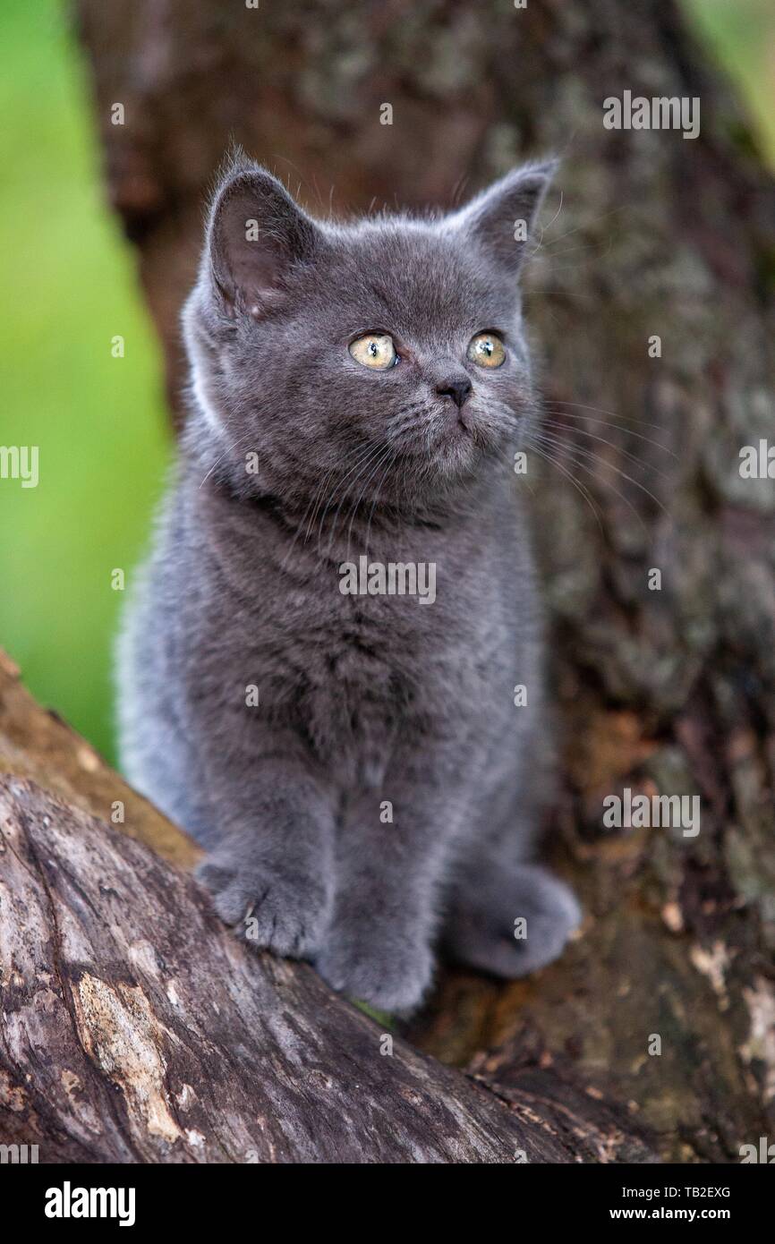 British shorthair kitten on the tree Stock Photo