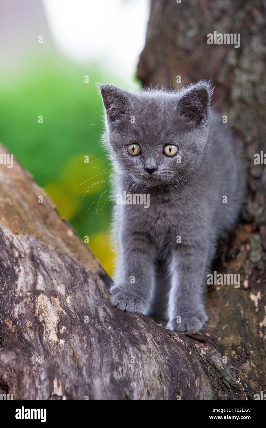British shorthair kitten on the tree Stock Photo