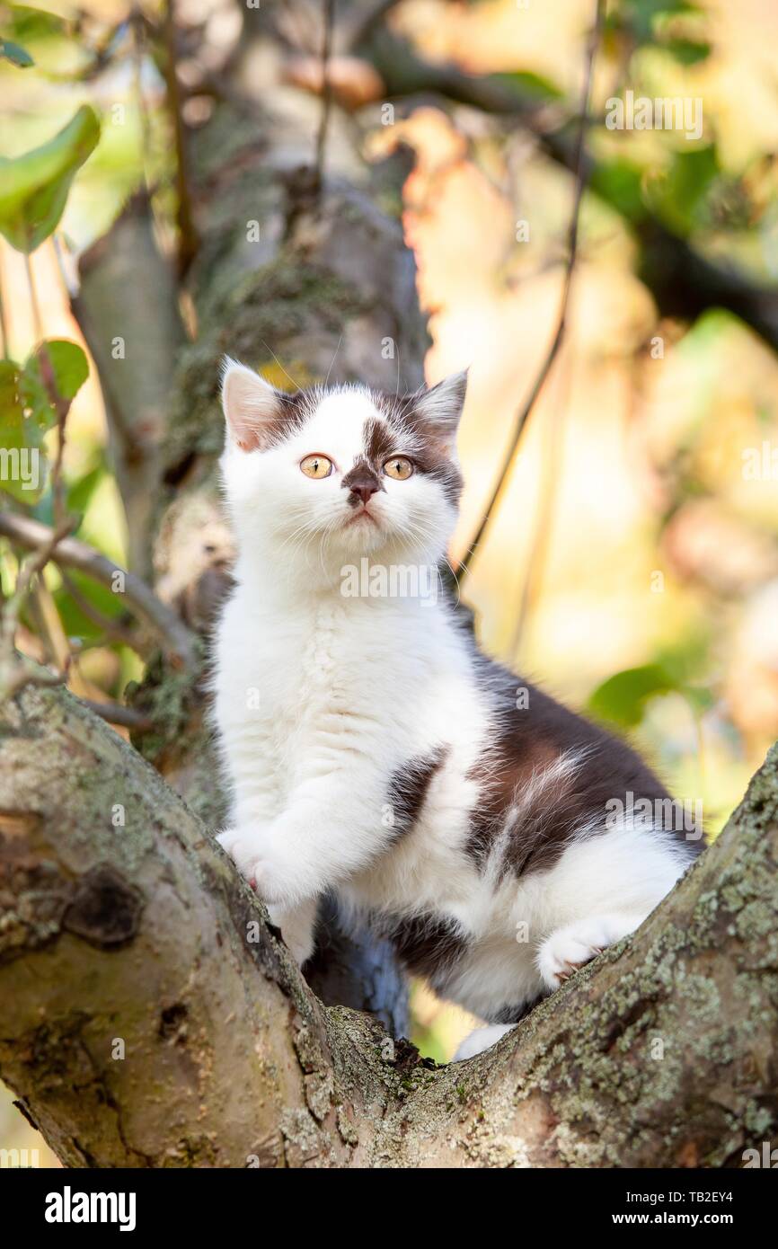 British shorthair kitten on the tree Stock Photo