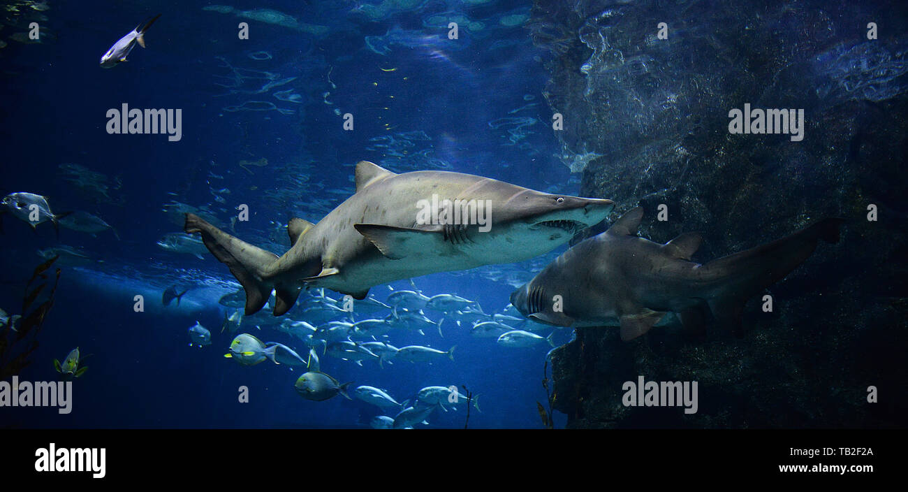 Large ragged tooth shark picture sea underwater / Sand tiger shark swimming marine life in the ocean Stock Photo