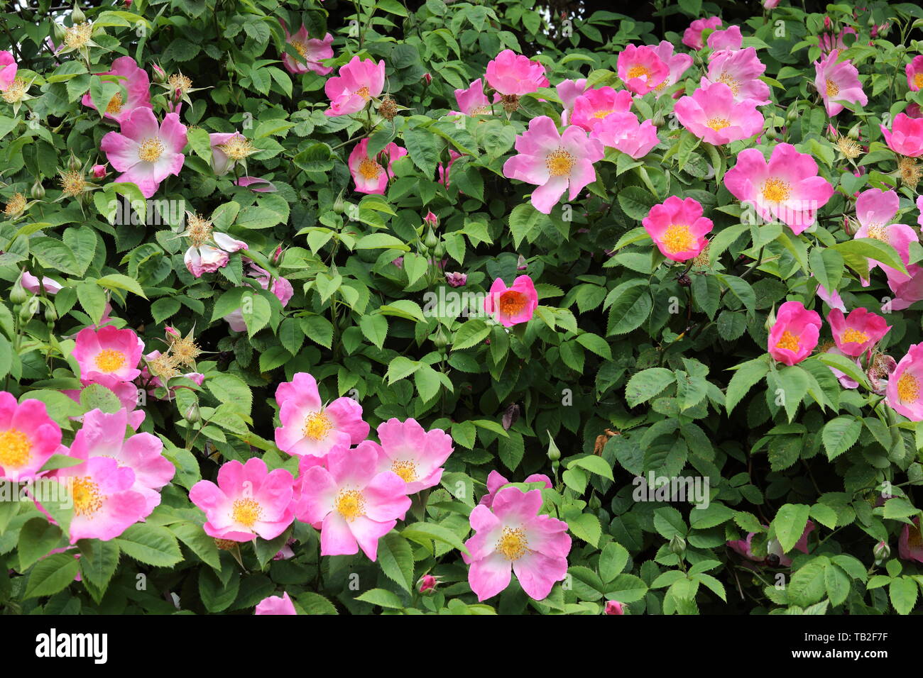 Rosa Complicata in bloom Stock Photo