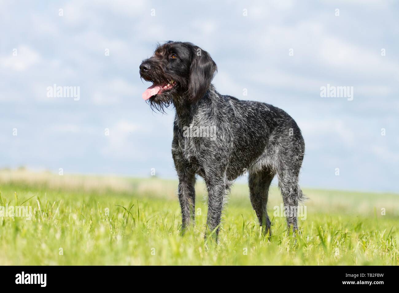 German wirehaired Pointer Stock Photo