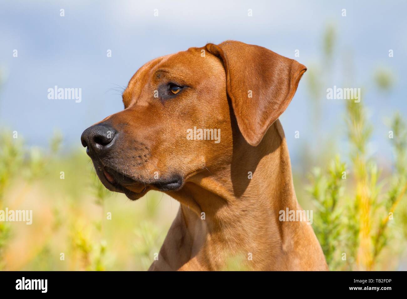 Rhodesian Ridgeback Portrait Stock Photo - Alamy