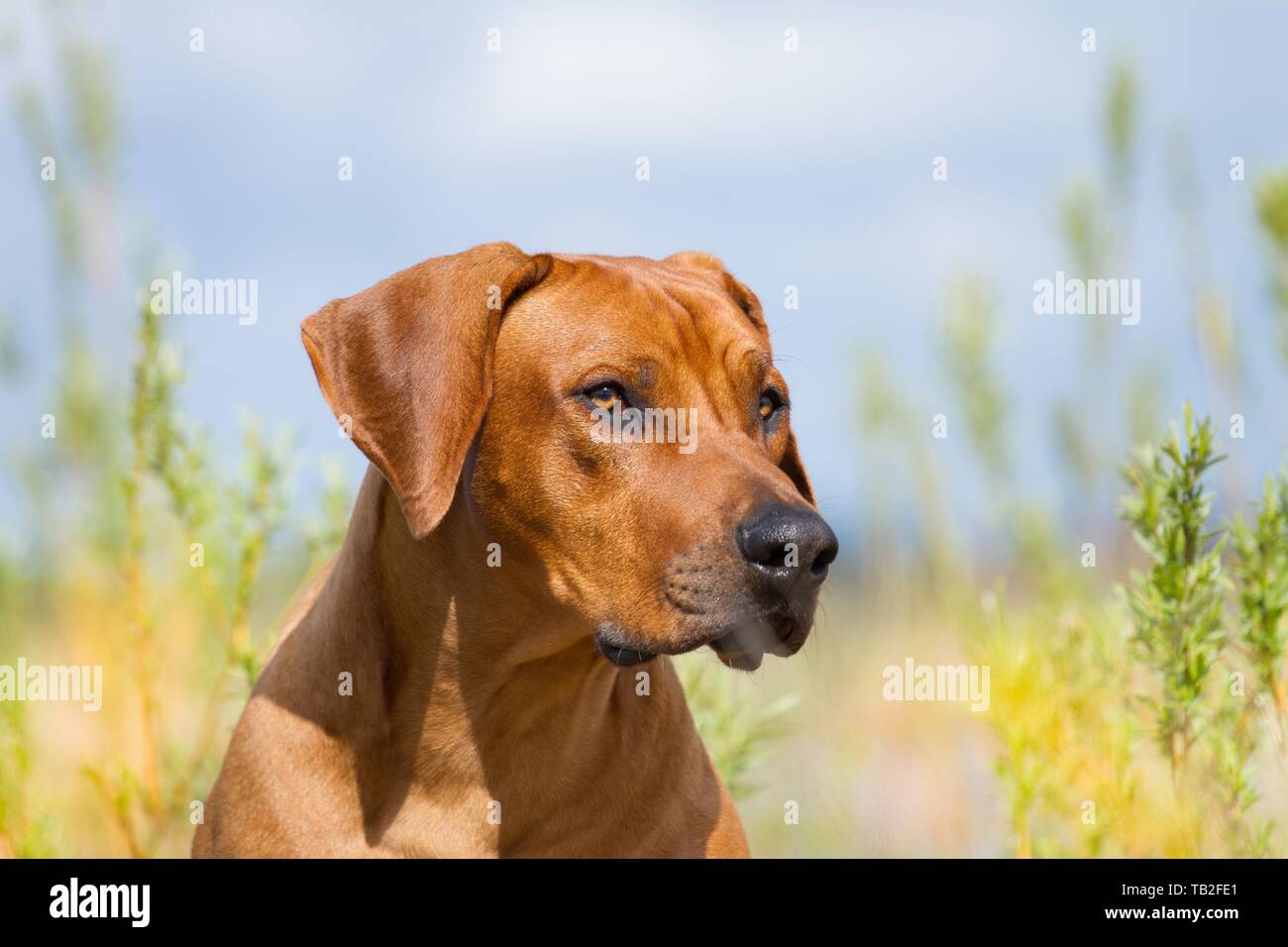 Rhodesian Ridgeback Portrait Stock Photo - Alamy