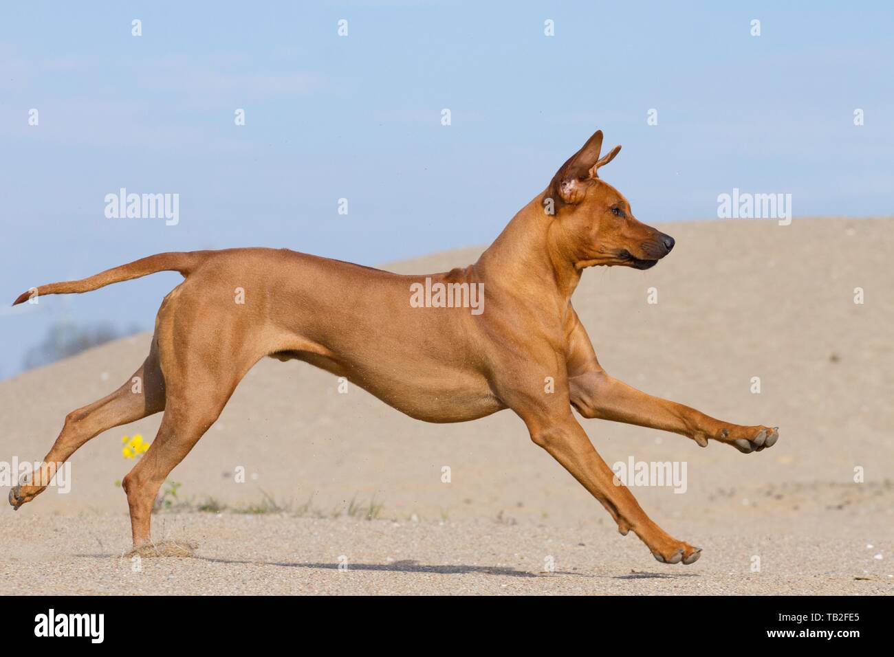 running Rhodesian Ridgeback Stock Photo Alamy