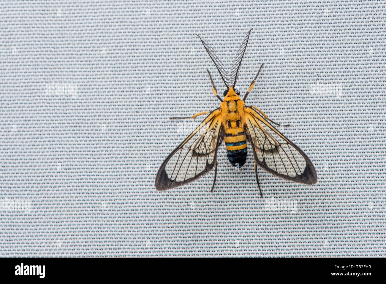 Sapphire-tailed Clearwing (Loxophlebia nomia) on a white sheet attracted by a UV light in the cloud forest. Stock Photo