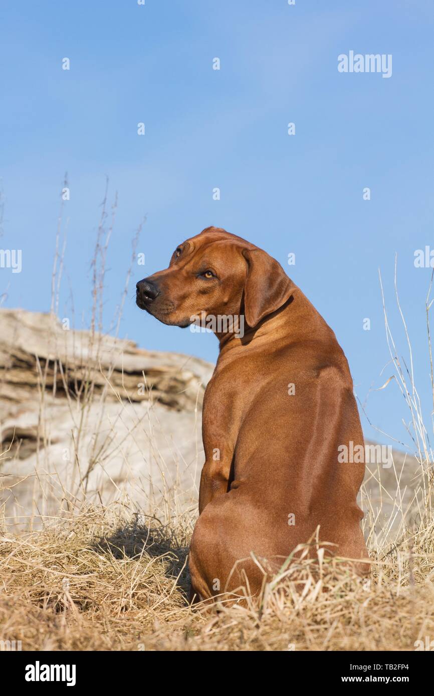 Sitting African Rhodesian Ridgeback sitting Rhodesian Ridgeback Stock Photo - Alamy