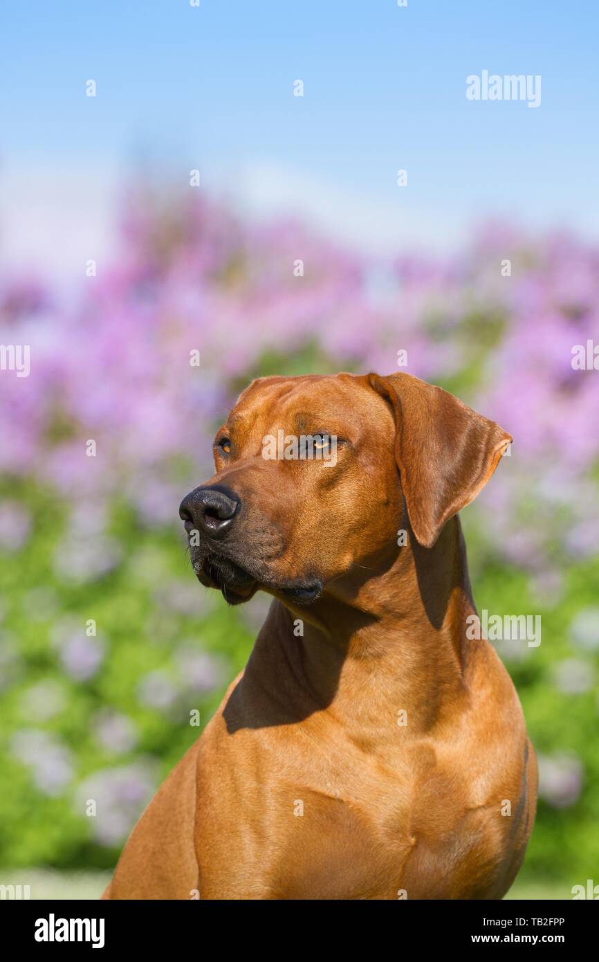 Rhodesian Ridgeback Portrait Stock Photo - Alamy