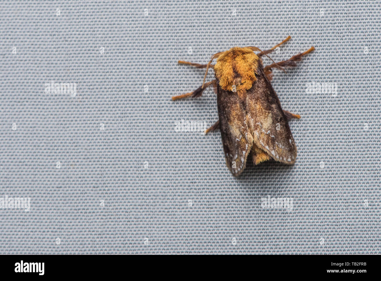 Miresa clarissa, a type of slug moth in the limacodidae family from the Ecuadorian cloud forest. Stock Photo