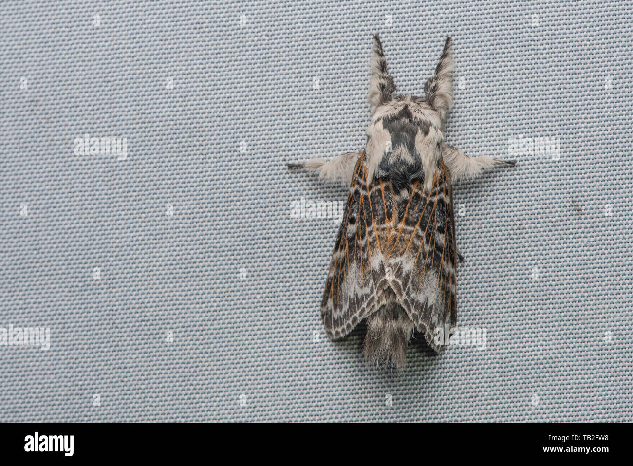 Prominent Moth, Family Notodontidae from the Ecuadorian cloud forest in South America Stock Photo