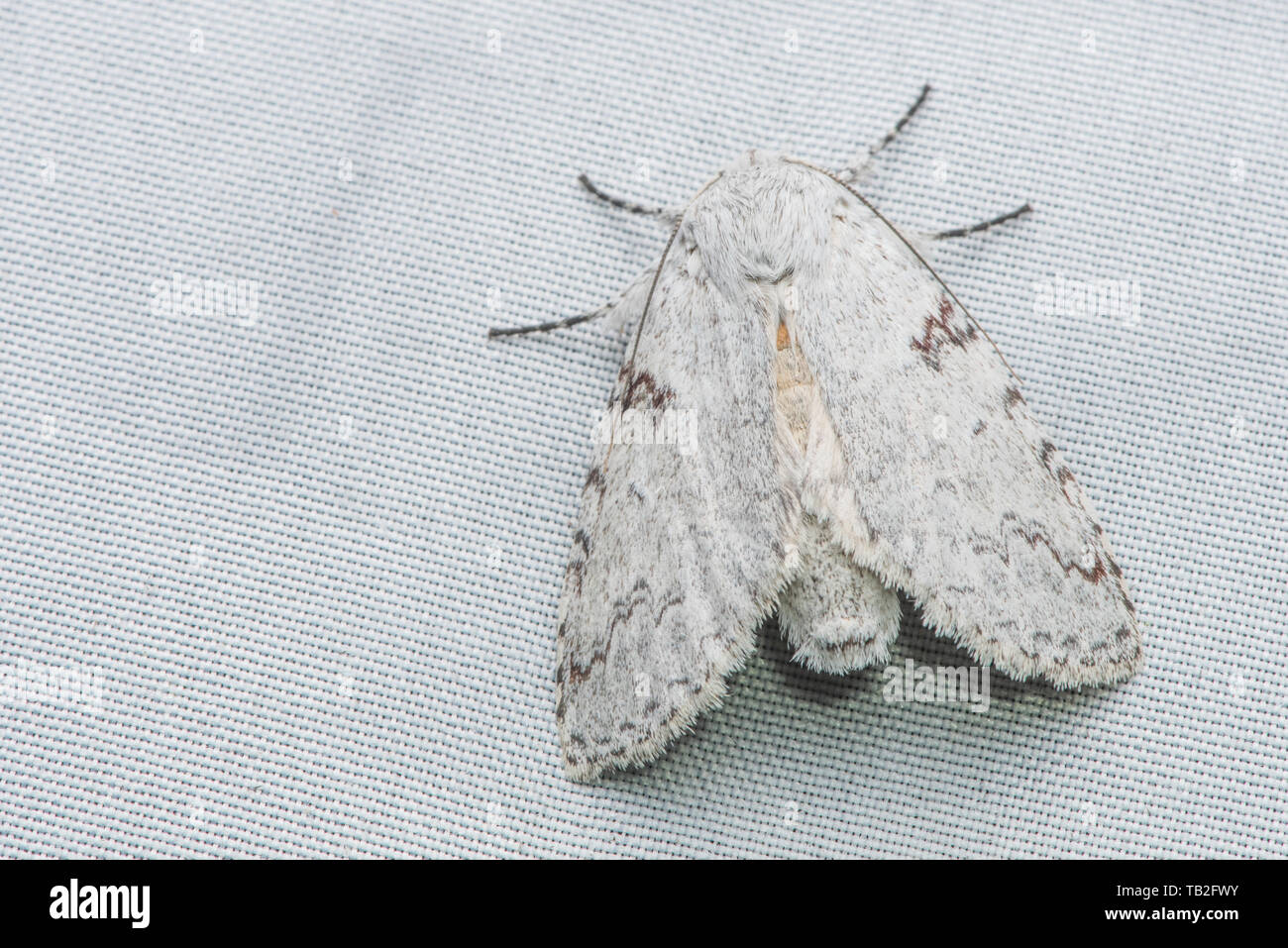 A white moth on a white sheet in the cloud forest of Ecuador. Stock Photo