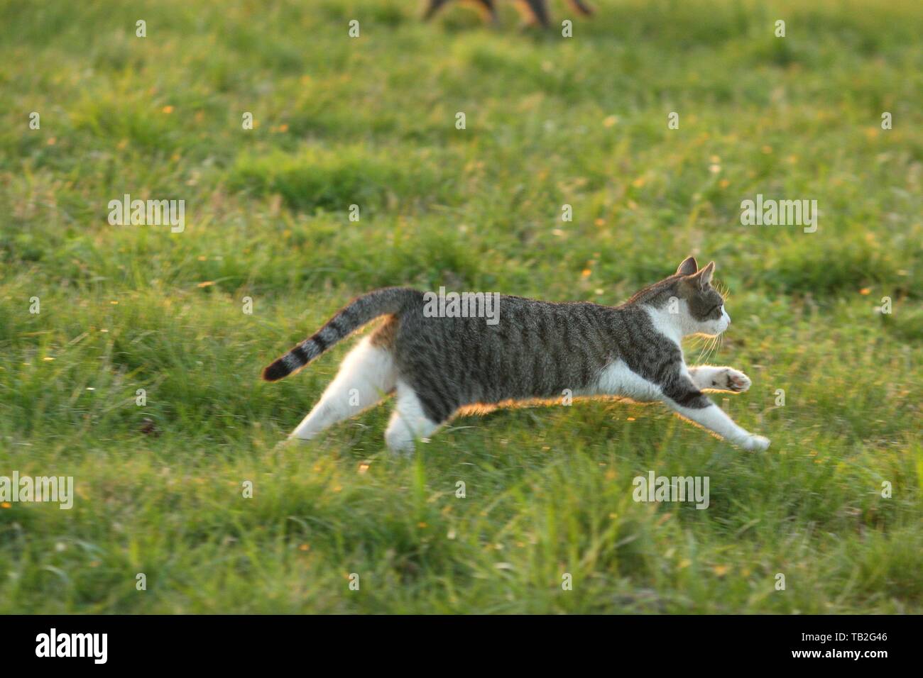 running cat Stock Photo