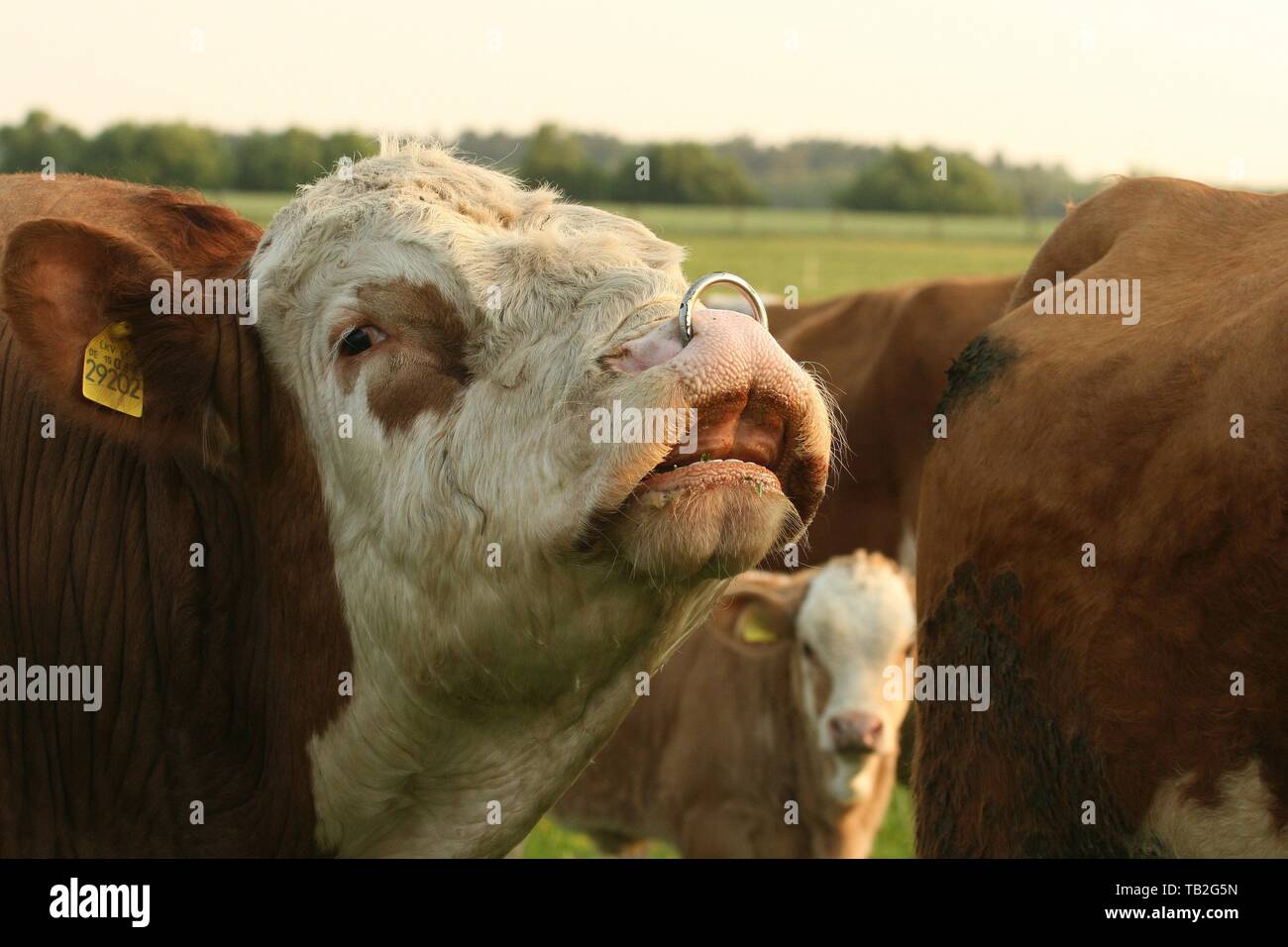 Stud bull ring hi-res stock photography and images - Alamy