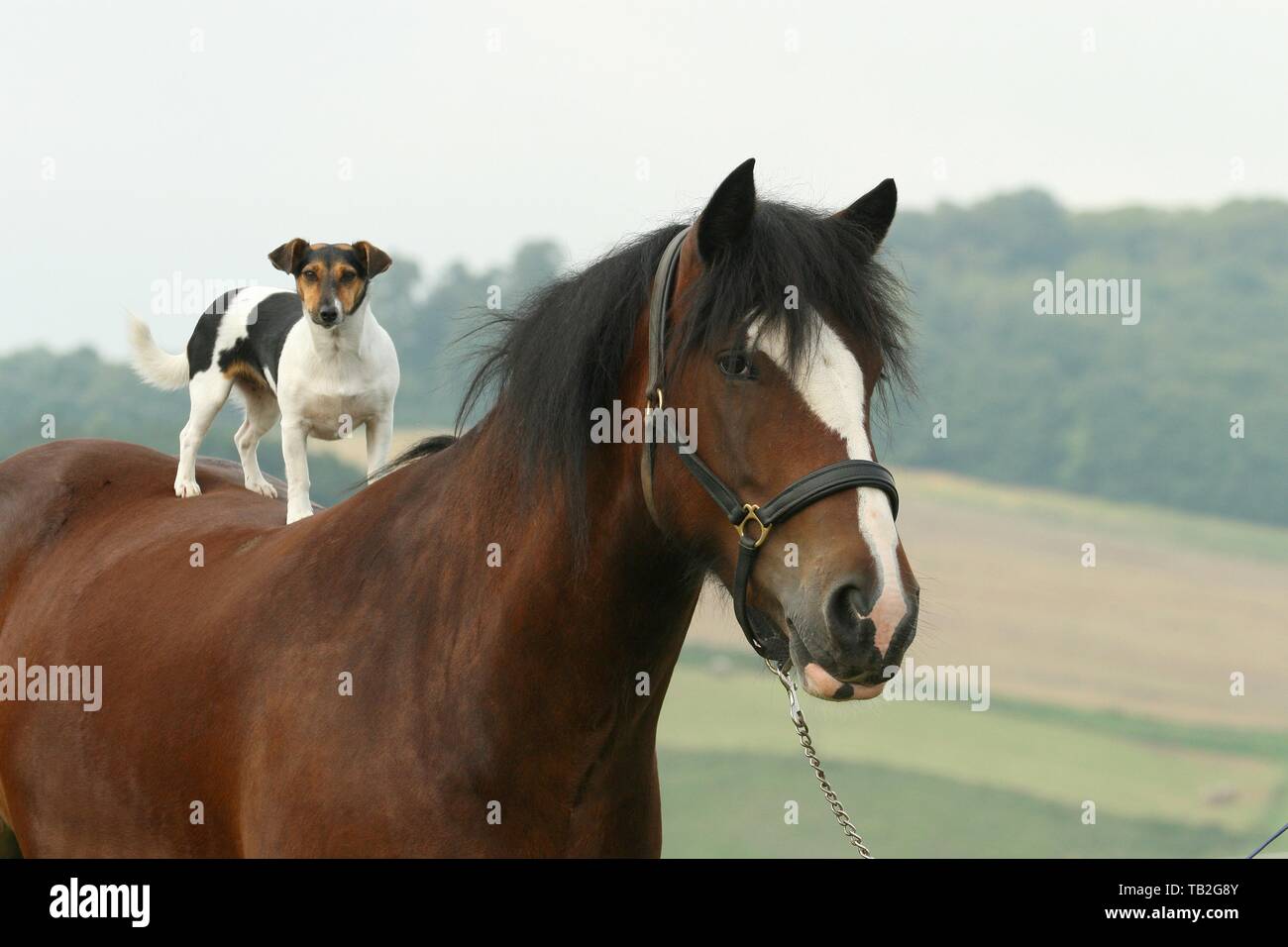 Jack Russell Terrier and horse Stock Photo Alamy