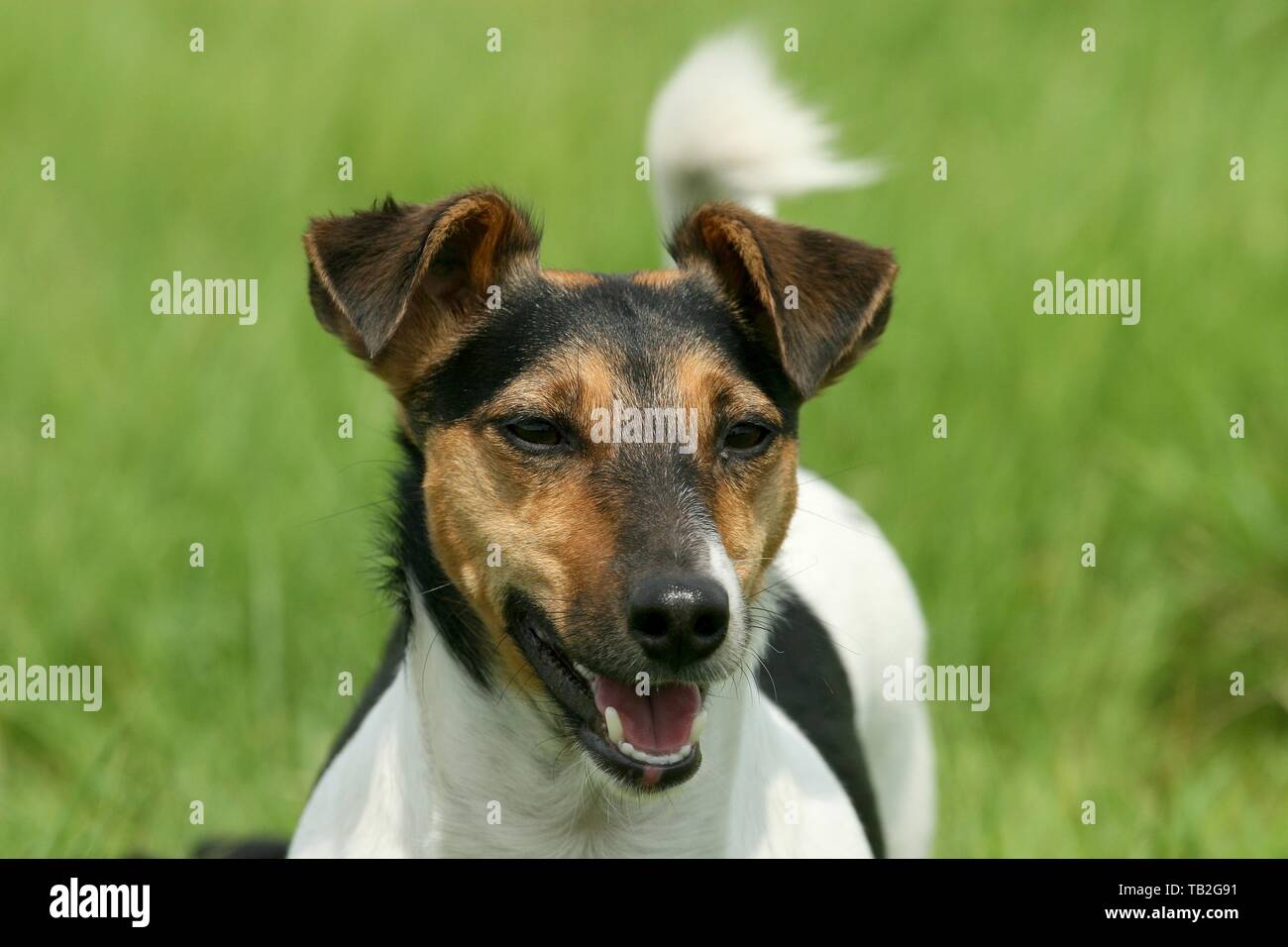 Jack Russell Terrier Portrait Stock Photo 247763069 Alamy