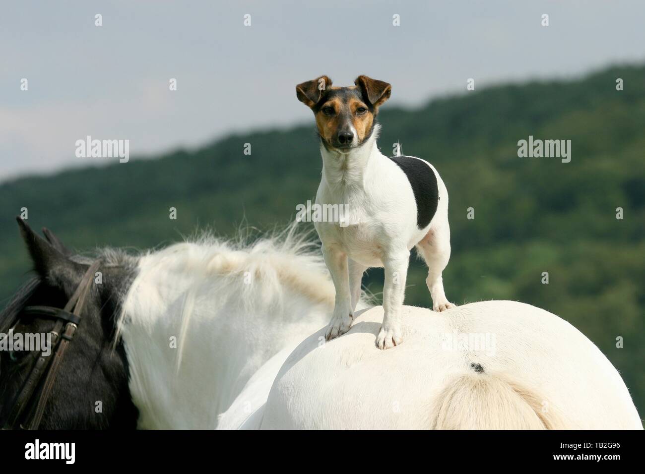 Jack Russell Terrier and horse Stock Photo Alamy