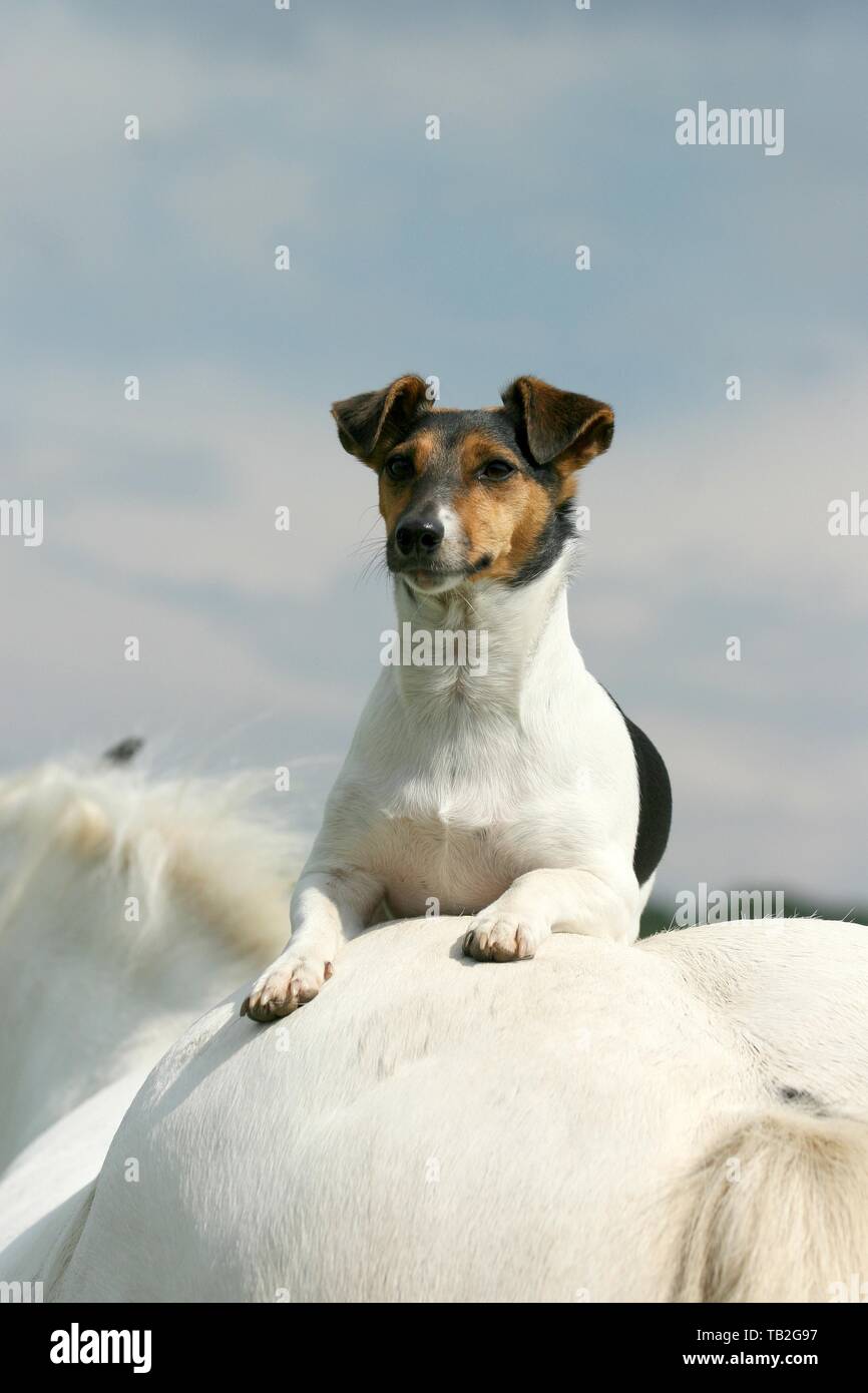 Jack Russell Terrier and horse Stock Photo Alamy