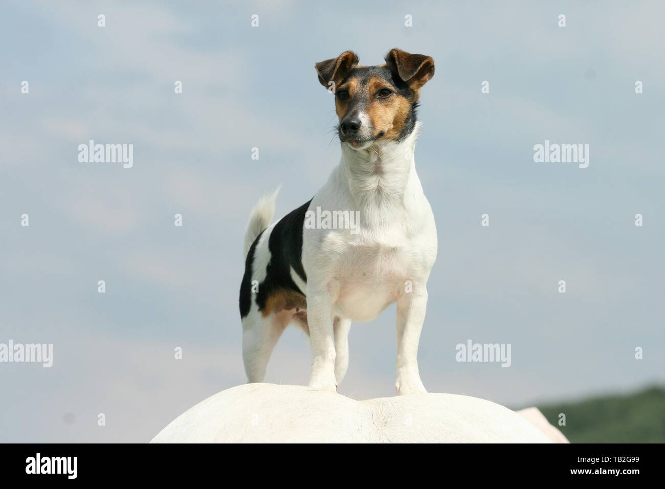 Jack Russell Terrier and horse Stock Photo Alamy
