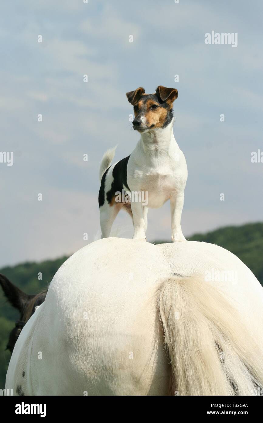 Jack Russell Terrier and horse Stock Photo Alamy