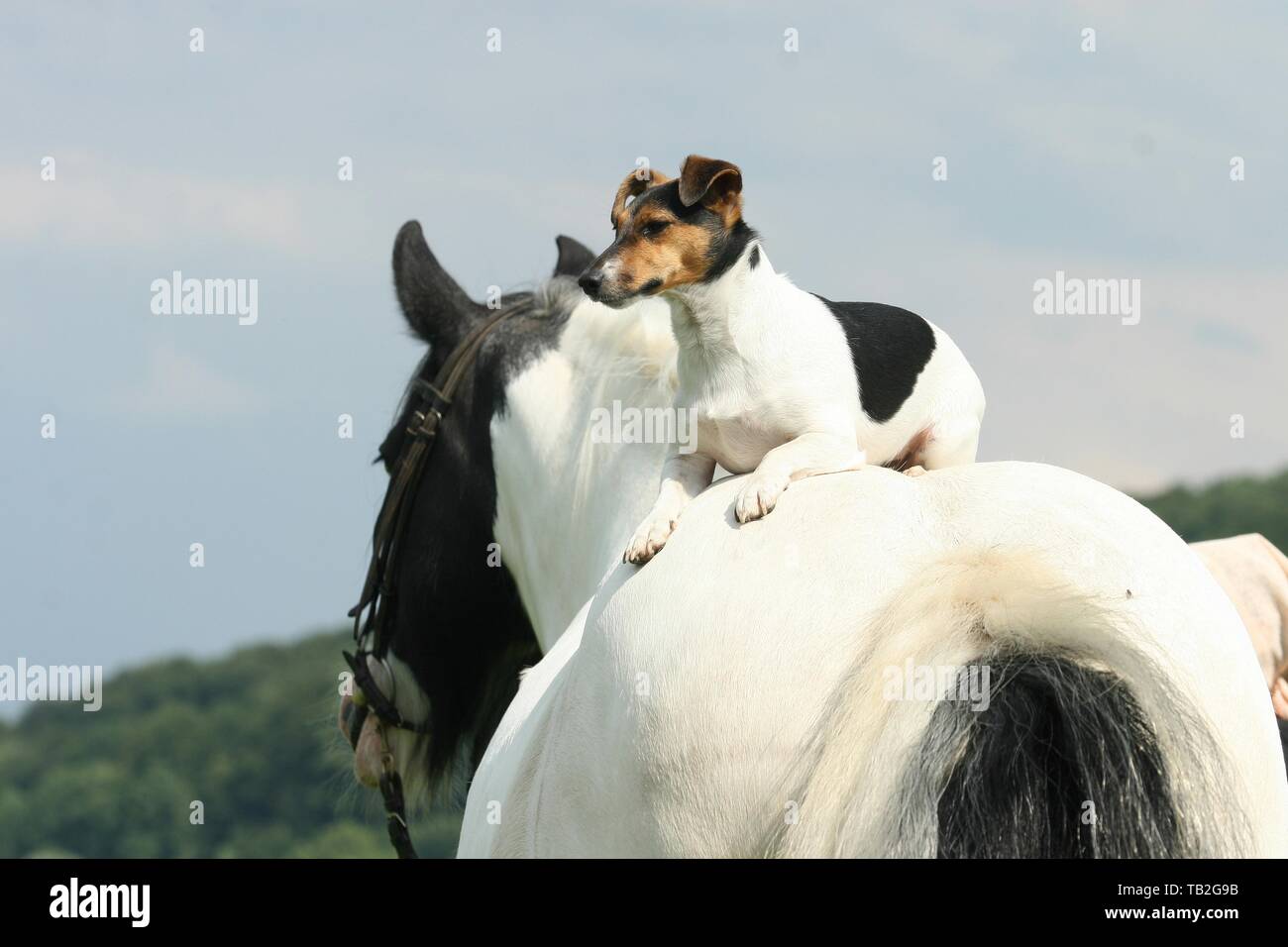 Jack Russell Terrier and horse Stock Photo Alamy